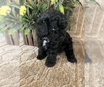 Small Photo #7 Maltese-Poodle (Toy) Mix Puppy For Sale in MONTGOMERY, AL, USA