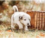 Small Photo #5 Pyredoodle Puppy For Sale in EVERGREEN, NC, USA