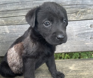 Labrador Retriever Puppy for sale in WINCHESTER, KY, USA