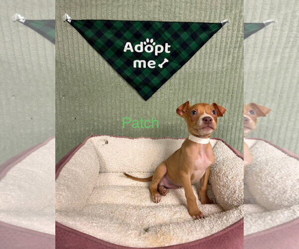 Medium Photo #2 Mutt Puppy For Sale in Blacksburg, SC, USA
