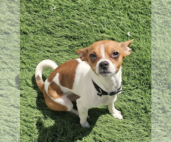 Medium Photo #1 Chihuahua-Unknown Mix Puppy For Sale in Oakhurst, NJ, USA