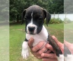 Small Photo #8 Boxer Puppy For Sale in CHESTERFIELD, SC, USA