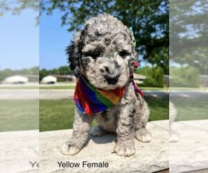 Bernedoodle Puppy for sale in MANTENO, IL, USA