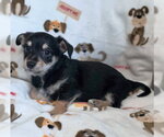 Small #8 Dachshund-Miniature Schnauzer Mix