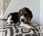 Small #2 Beagle