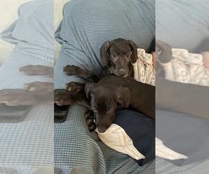 Great Dane Puppy for Sale in HAYES, Virginia USA