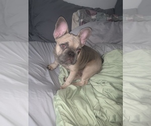 French Bulldog Puppy for sale in PORTLAND, OR, USA