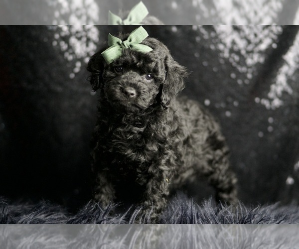 Medium Photo #4 Poodle (Toy) Puppy For Sale in WARSAW, IN, USA