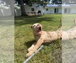 Small #6 American Bully