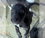 Small #11 Border Terrier-Labrador Retriever Mix