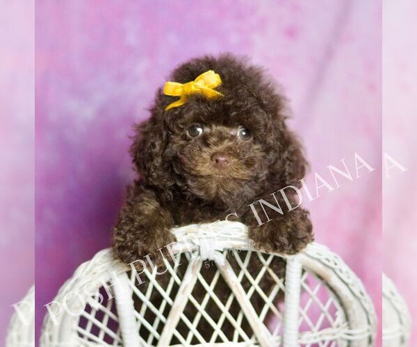Medium Photo #66 Poodle (Miniature) Puppy For Sale in WARSAW, IN, USA