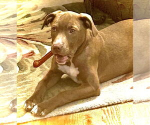 Labrador Retriever-Unknown Mix Dogs for adoption in Minneapolis, MN, USA