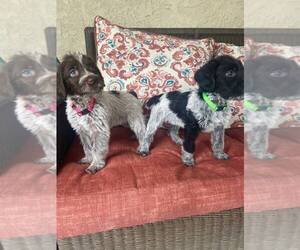 German Shorthaired Pointer-Poodle (Standard) Mix Puppy for Sale in AZUSA, California USA