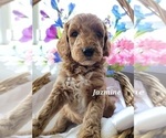 Small Photo #12 Goldendoodle (Miniature) Puppy For Sale in REED CITY, MI, USA