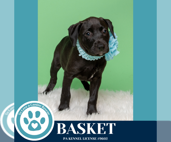 Medium Photo #6 American Pit Bull Terrier-Labrador Retriever Mix Puppy For Sale in Kimberton, PA, USA