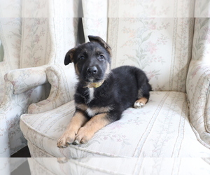 German Shepherd Dog Puppy for sale in SHILOH, OH, USA