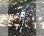 Small Photo #5 Dalmatian Puppy For Sale in LAKE PLACID, FL, USA