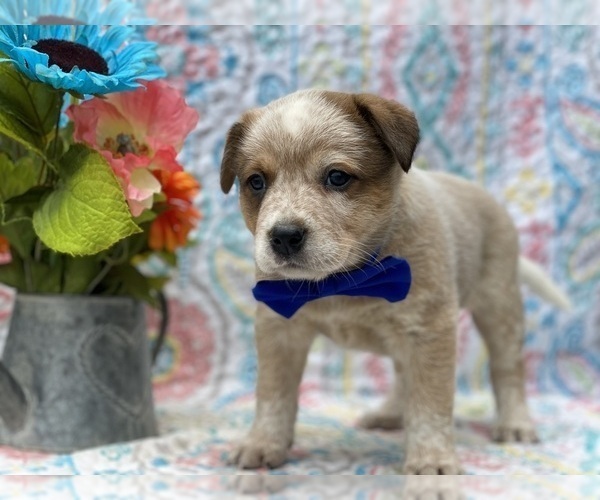 Medium Photo #3 Australian Cattle Dog Puppy For Sale in LANCASTER, PA, USA