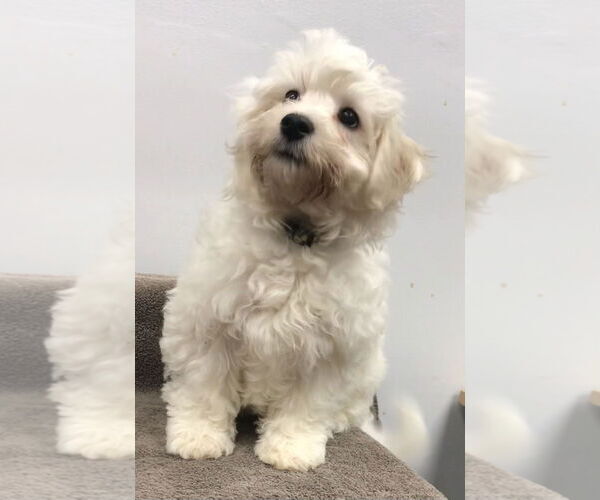 Medium Photo #3 Bichon Frise Puppy For Sale in Lincolnwood, IL, USA