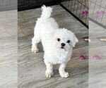 Small Photo #1 Maltipom Puppy For Sale in ROCK VALLEY, IA, USA