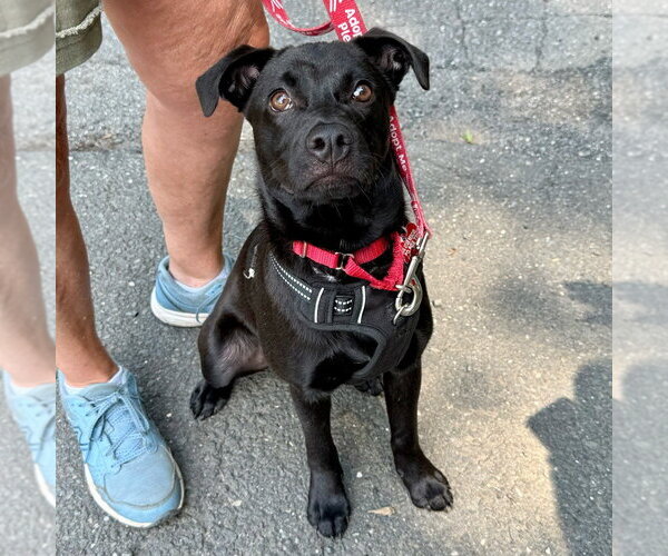 Medium Photo #10 Labrador Retriever-Unknown Mix Puppy For Sale in Canton, CT, USA