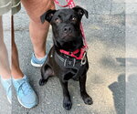 Small #9 Labrador Retriever Mix