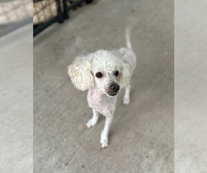 Theodore - Male Poodle (Miniature) Dog for Adoption - Photo #3