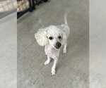 Small Photo #3 Poodle (Miniature) Puppy For Sale in Oak Bluffs, MA, USA