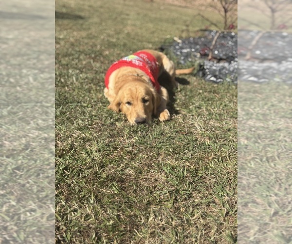 Medium Photo #1 Golden Retriever Puppy For Sale in STOCKBRIDGE, GA, USA