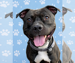 Small #4 Staffordshire Bull Terrier Mix