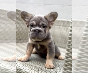 French Bulldog Puppy for sale in JERSEY CITY, NJ, USA