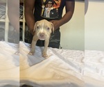 Small #3 American Bully