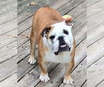 Small #6 Bulldog