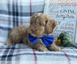 Small Photo #4 Cocker Spaniel-Poodle (Miniature) Mix Puppy For Sale in CEDAR LANE, PA, USA