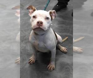 American Pit Bull Terrier-Unknown Mix Dogs for adoption in Thief River Falls, MN, USA