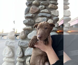 Archie - Male Labrador Retriever-Unknown Mix Dog for Adoption - Photo #23