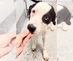 Small #4 Catahoula Leopard Dog Mix