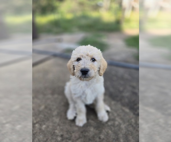 Medium Photo #6 Labradoodle Puppy For Sale in ATHELSTANE, WI, USA