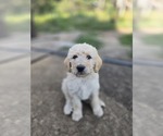 Small #5 Labradoodle