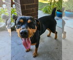Small #3 Rottweiler Mix
