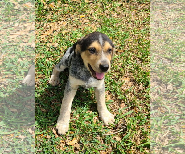 Medium Photo #1 Labrador Retriever-Unknown Mix Puppy For Sale in The Woodlands, TX, USA