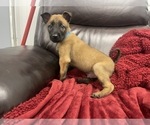 Small Photo #118 Belgian Malinois Puppy For Sale in REESEVILLE, WI, USA