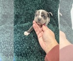 Puppy Puppy 6 American Bully-Cane Corso Mix
