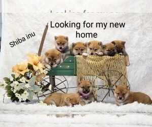 Shiba Inu Litter for sale in LOYAL, WI, USA