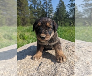 Airedale Terrier-Pyredoodle Mix Puppy for sale in MEAD, WA, USA