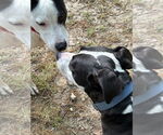 Small #2 American Pit Bull Terrier Mix