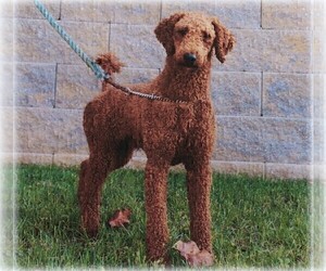 Father of the Goldendoodle-Poodle (Standard) Mix puppies born on 05/19/2020
