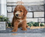 Small Photo #12 Goldendoodle (Miniature) Puppy For Sale in HOLMESVILLE, OH, USA