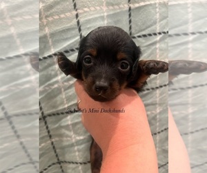Dachshund Puppy for sale in EAST DOVER, VT, USA