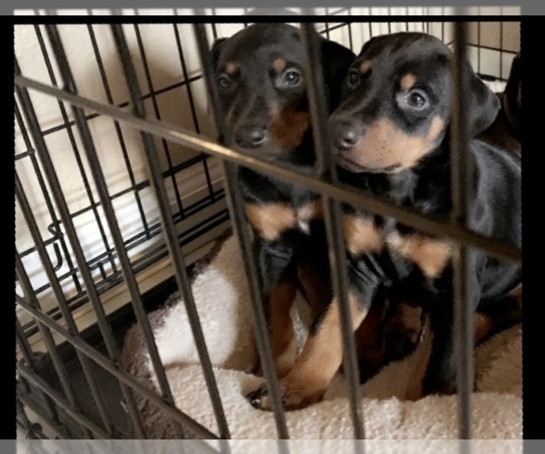 Medium Photo #2 Doberman Pinscher Puppy For Sale in STKN, CA, USA